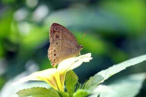 Butterfly one leaf flower photo