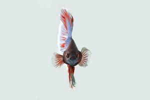 Colourful Beta fighter fish photo