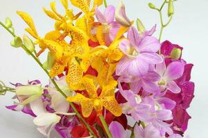 Colorful Orchid Flower photo