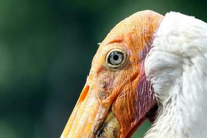 Yellow billed stork photo