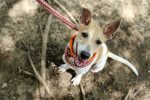 Cute dog wearing scarf sit look up at camera outdoor park photo