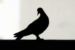 pigeon dove silhouette dark black on white background photo