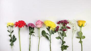 Daisy chrysanthemum mum rose baby breath flower red yellow pink purple violet on white background row border line vertical photo