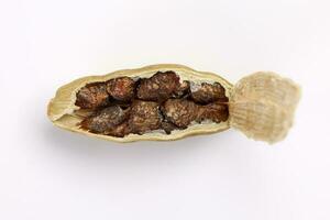 Cardamom fragrant spice seed closeup macro on white background photo
