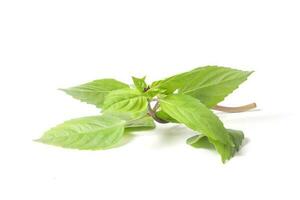 Green Thai Basil photo