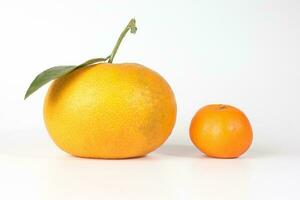 Giant Mandarin Orange photo