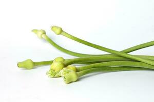 ajo flor brote verde vástago en blanco antecedentes foto