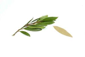 Bay leaf herb spice photo