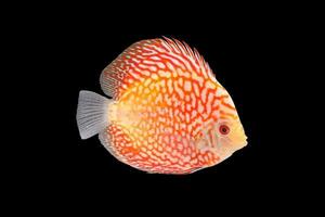 Discus Fish on Black Backgroung photo