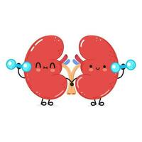 Cute funny Kidneys character with dumbbells. Vector hand drawn cartoon kawaii character illustration icon. Isolated on white background. Kidneys character gym concept