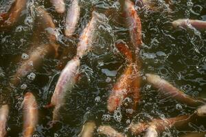 Red Tilapia Fish live in murky water at fish firm photo