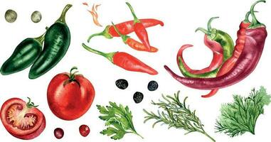 Set of various hot peppers and tomatoes watercolor illustration isolated on white. Herbs, tobasco, red chili, jalapeno hand drawn. Design element for wrapping, menu, market, ingredients, tableware vector