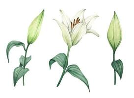 Set of White lilies. White flowers for greeting cards, wedding invitations, birthday cards, stationery. Watercolor illustration. vector