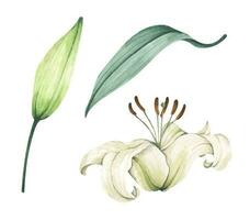 Set of White lilies. White flowers for greeting cards, wedding invitations, birthday cards, stationery. Watercolor illustration. vector