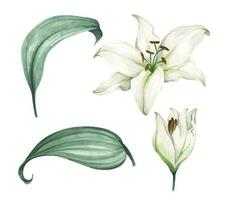 Set of White lilies. White flowers for greeting cards, wedding invitations, birthday cards, stationery. Watercolor illustration. vector