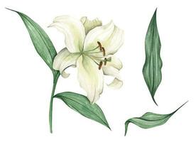 Set of White lilies. White flowers for greeting cards, wedding invitations, birthday cards, stationery. Watercolor illustration. vector