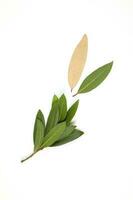 Bay leaf herb spice photo