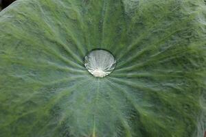 Water on green lotus leaf photo