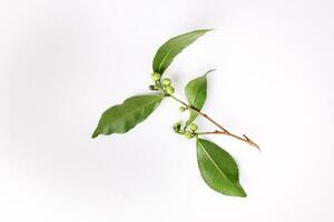 Fresh raw green tea leaf flower bud on white background photo