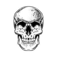 HEAD SKULL HUMAN BLACK AND WHITE vector