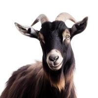 content, Close-up portrait of a brown goat with horns. isolated object on white background photo