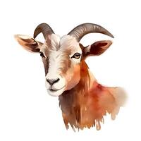 content, portrait of brown goat isolated on white background. Watercolor. Illustration. Sample. Close-up. Clip art. Drawn by hand photo