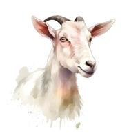 content, white goat portrait isolated on white background. Watercolor. Illustration. Sample. Close-up. Clip art. Drawn by hand. photo