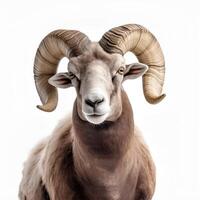 content, Goat head, mountain sheep, ram portrait on white background, isolated object photo