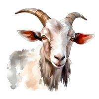 content, goat portrait isolated on white background. Watercolor. Illustration. Sample. Close-up. Clip art. Drawn by hand. photo