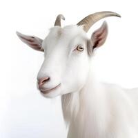generativo ai contenido, de cerca retrato de un blanco cabra con cuernos. aislado objeto en blanco antecedentes foto
