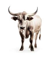 content, Portrait of a black bull with horns isolated on a white background, close-up photo