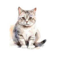 content, cute kitten hand drawing, gray cat on isolated white background. watercolor illustration photo