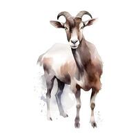 content, Goat isolated on white background. Watercolor. Illustration. Sample. Close-up. Clip art. Drawn by hand. photo