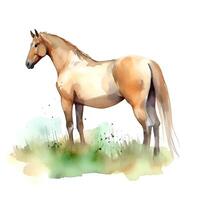 content, Watercolor brown horse in green grass on a white background. Horse illustration. White background, isolated object. photo