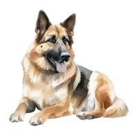 content, Watercolor dog breed shepherd portrait illustration. Hand drawn illustration on white background, isolated object photo