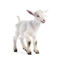 content, White little goat isolated. Goat on white background. photo