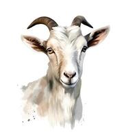 content, white goat portrait isolated on white background. Watercolor. Illustration. Sample. Close-up. Clip art. Drawn by hand. photo