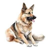 content, Watercolor dog breed shepherd portrait illustration. Hand drawn illustration on white background, isolated object photo