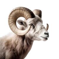 content, Goat head, mountain sheep, ram portrait on white background, isolated object photo