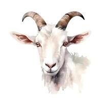 content, white goat portrait isolated on white background. Watercolor. Illustration. Sample. Close-up. Clip art. Drawn by hand. photo