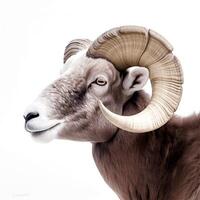 content, Goat head, mountain sheep, ram portrait on white background, isolated object photo