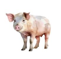 content, Watercolor cute pig isolated on white background. Hand drawn pig illustration. photo