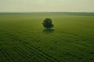 Single plum tree in the middle of a grassy field. alone tree in the middle of a green field. . photo