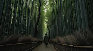 The backside of a young person walking through a bamboo forest. . photo