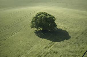 Single plum tree in the middle of a grassy field. alone tree in the middle of a green field. . photo