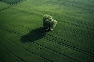 Single plum tree in the middle of a grassy field. alone tree in the middle of a green field. . photo