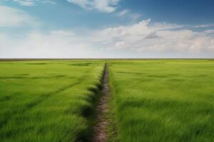 The landscape of grass fields and blue sky road leading off into the distance. . photo