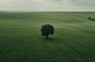 Single plum tree in the middle of a grassy field. alone tree in the middle of a green field. . photo