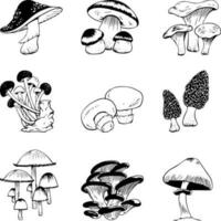 Vector black and white set of various mushrooms doodle style isolated on white background