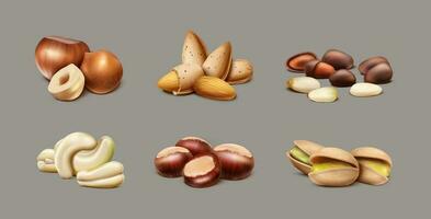 3D realistic vector collection of different types of nuts. Hazelnut, almond, cashew, pine nuts, pistachio. Isolated.